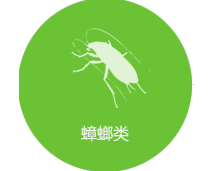 蟑螂防治